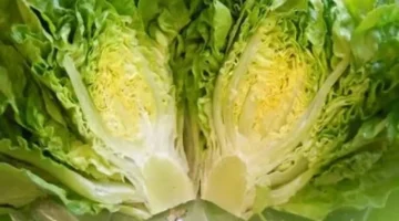 أسعار الخضروات في أسواق بورسعيد اليوم تتضمن الخس بـ10 جنيهات للواحدة